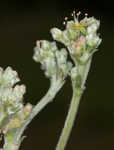 Longleaf buckwheat